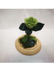 Композиционная зеленая роза классик в колбе 20 со мхом и декором