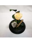 Композиционная персиковая роза классик в колбе 20 с хлопком и декором