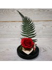 Композиционная красная роза премиум в колбе 20 с папороником и декором с любовью