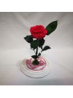 Композиционная малиновая роза премиум в колбе 32 с декором на подставке