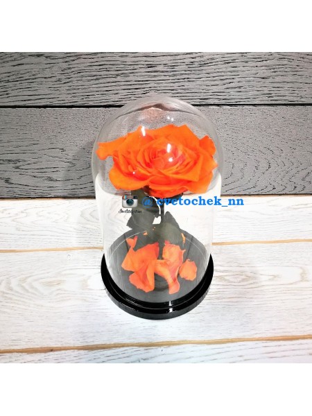 Оранжевая роза в стеклянной колбе королевская
