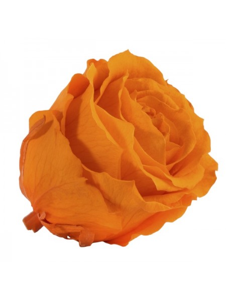 Оранжевая роза в стеклянной колбе классик
