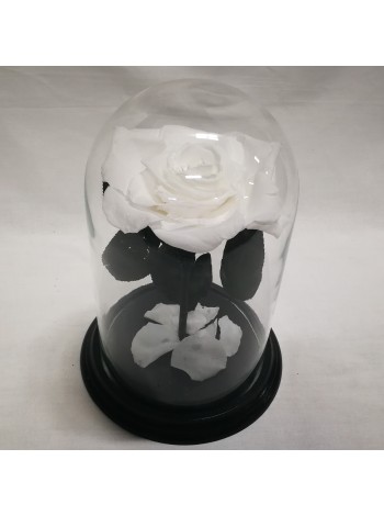 Белая роза в стеклянной колбе королевская