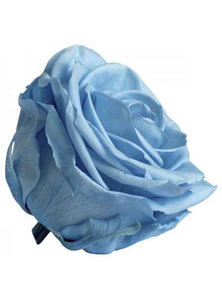 Голубая роза в стеклянной колбе премиум 32