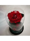Красная роза в стеклянной колбе королевская