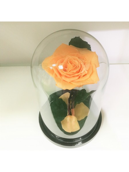 Персиковая роза в стеклянной колбе королевская
