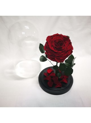 Бордовая роза в стеклянной колбе люкс