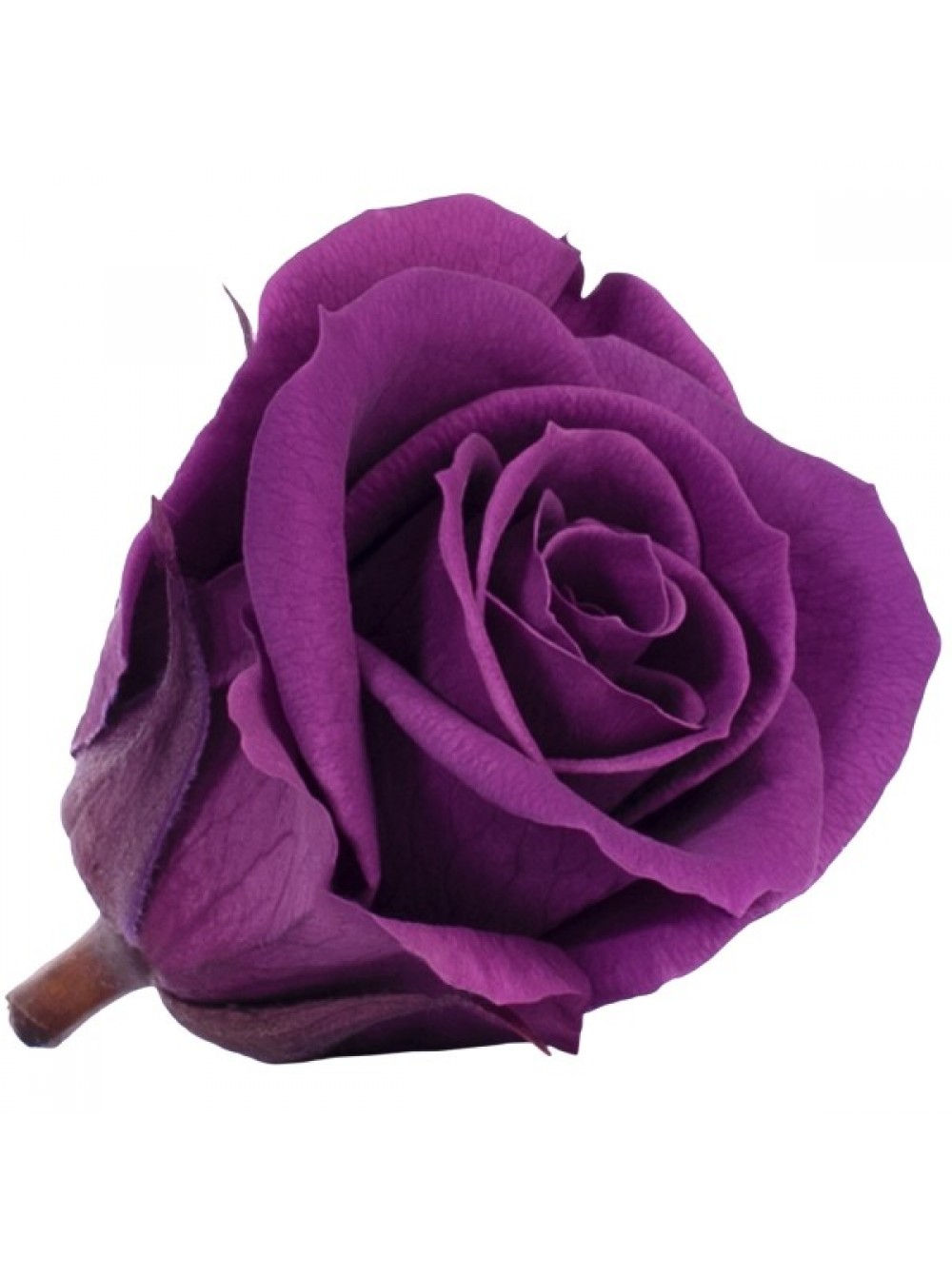 Темно-сиреневая роза в стеклянной колбе мини - купить от 1100 руб!