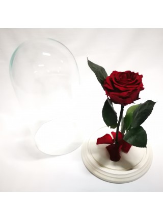Бордовая роза в стеклянной колбе премиум