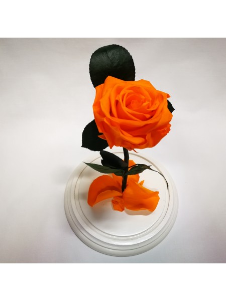 Оранжевая роза в стеклянной колбе премиум 32