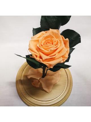 Персиковая роза в стеклянной колбе премиум 32
