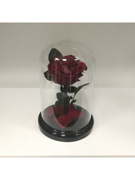 Бордовая роза в стеклянной колбе премиум 20