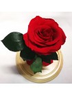 Красная роза в стеклянной колбе премиум