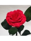 Малиновая роза в стеклянной колбе премиум 32