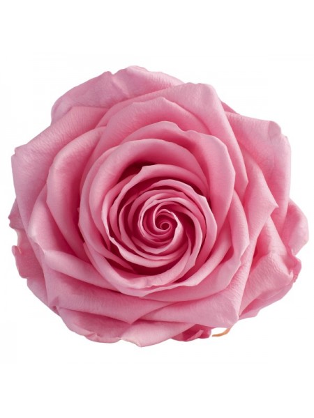 Розовая роза в стеклянной колбе премиум 32