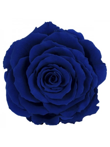 Синяя роза в стеклянной колбе премиум 32