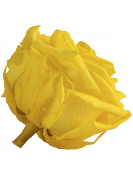 Желтая роза в стеклянной колбе премиум 32