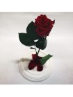 Бордовая роза в стеклянной колбе стандарт 32