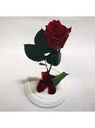 Бордовая роза в стеклянной колбе стандарт 32