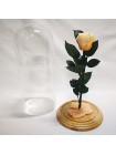 Персиковая роза в стеклянной колбе стандарт 32
