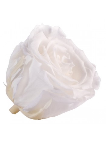 Белая роза в стеклянной колбе стандарт 32