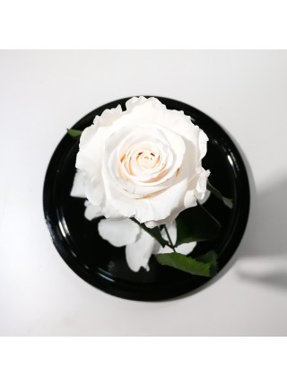 Белая роза в стеклянной колбе стандарт
