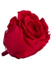 Красная роза в стеклянной колбе стандарт 32