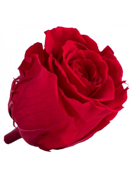 Красная роза в стеклянной колбе стандарт 32