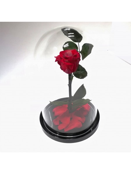 Красная роза в стеклянной колбе стандарт