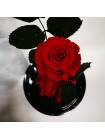 Красная роза в стеклянной колбе стандарт