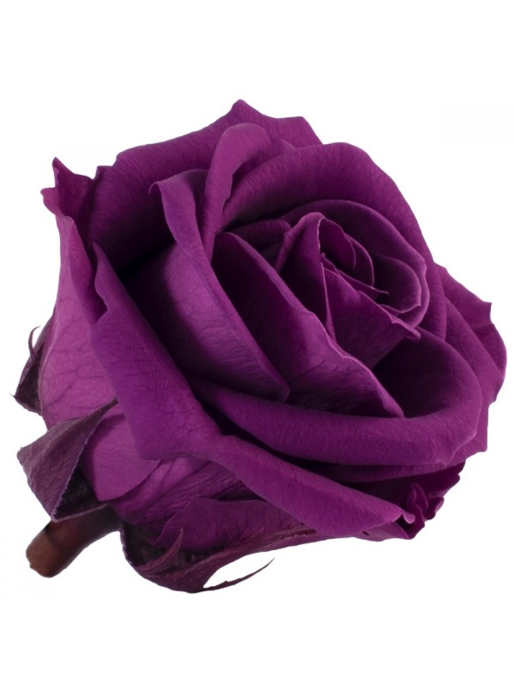 Темно-сиреневая роза в колбе - подарок на свадьбу. Купить