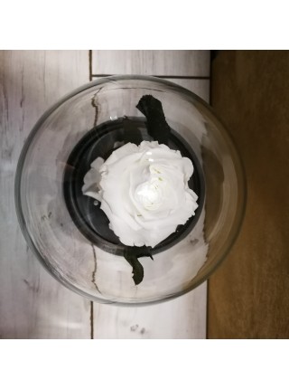 Белая роза в стеклянной колбе классик