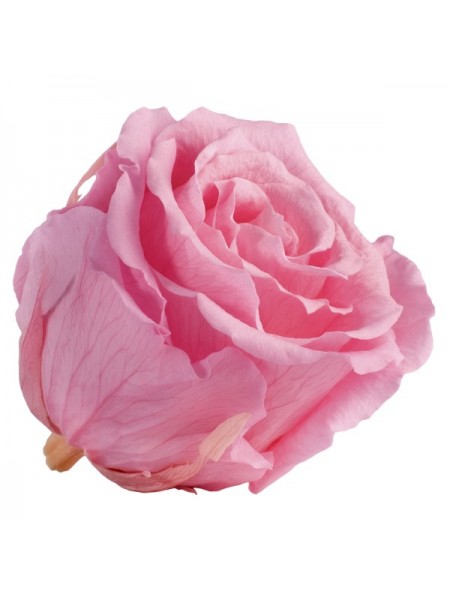 Розовая роза в стеклянной колбе стандарт 32