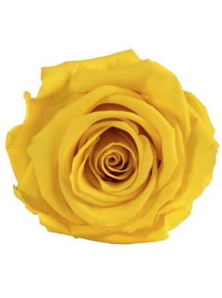 Желтая роза в стеклянной колбе стандарт 32